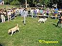 Hőgyészi Truffle dog competition