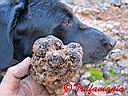 Perla with a big truffle