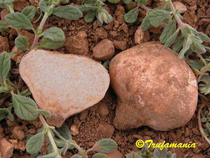 Trufamania Terfezias Trufas Del Desierto