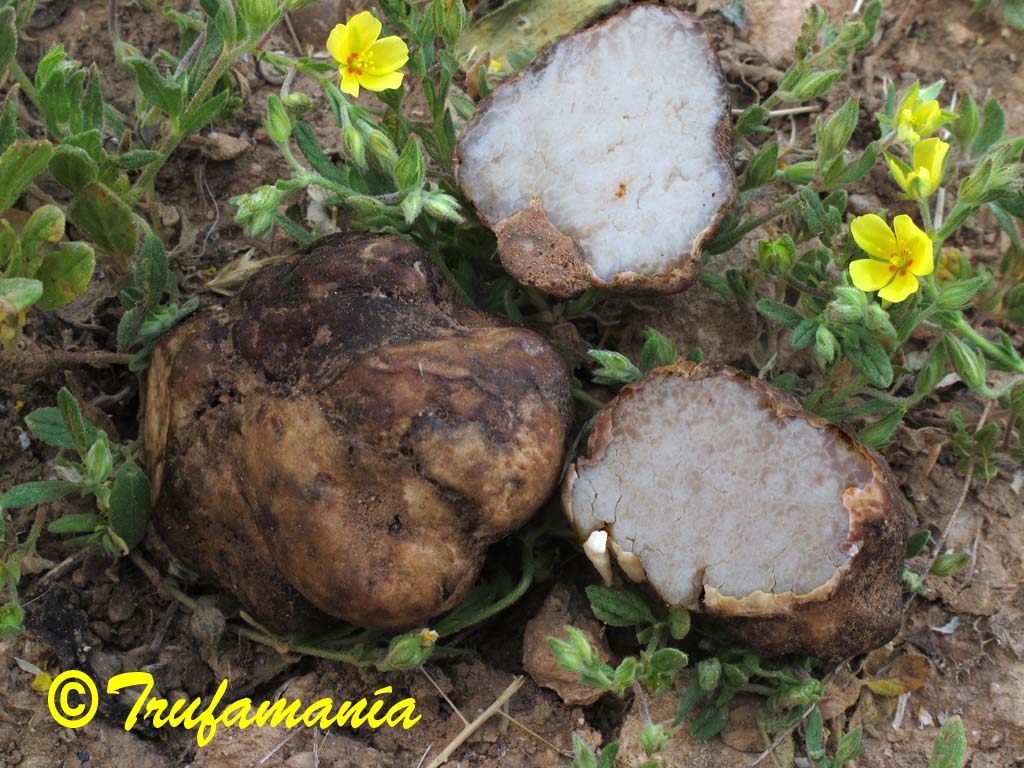 Trufamania Terfezias Trufas Del Desierto