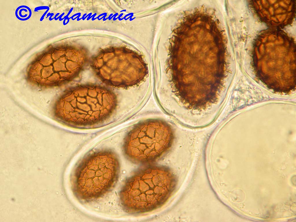 Tuber macrosporum full description