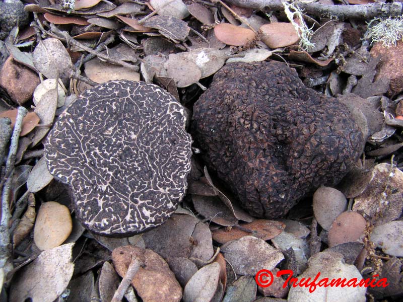 Tuber melanosporum