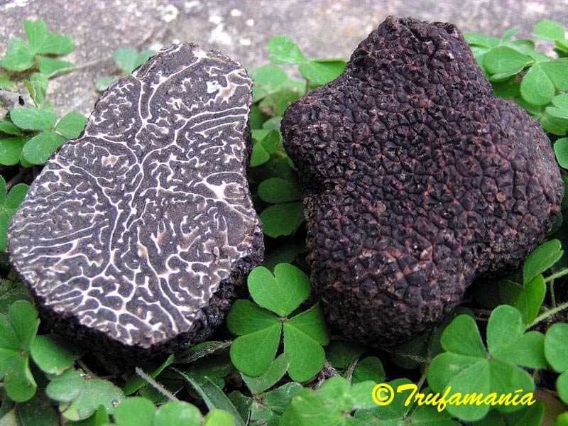 Trufamania - recetas con trufas