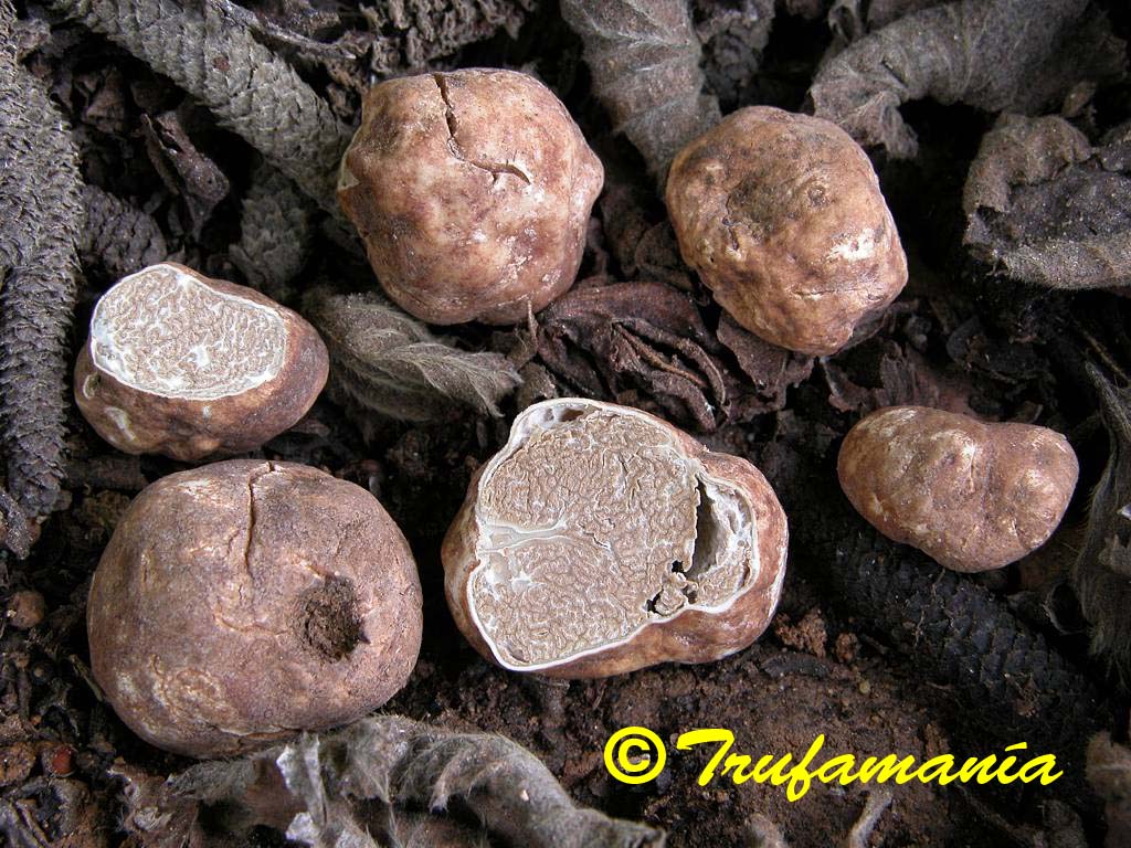 Tuber%20nitidum02.jpg