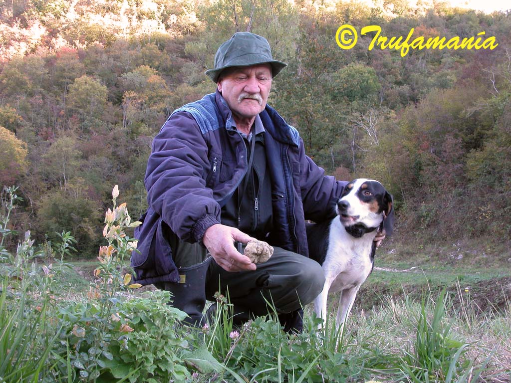 Trufamania - The Istrian truffle (Tuber magnatum)