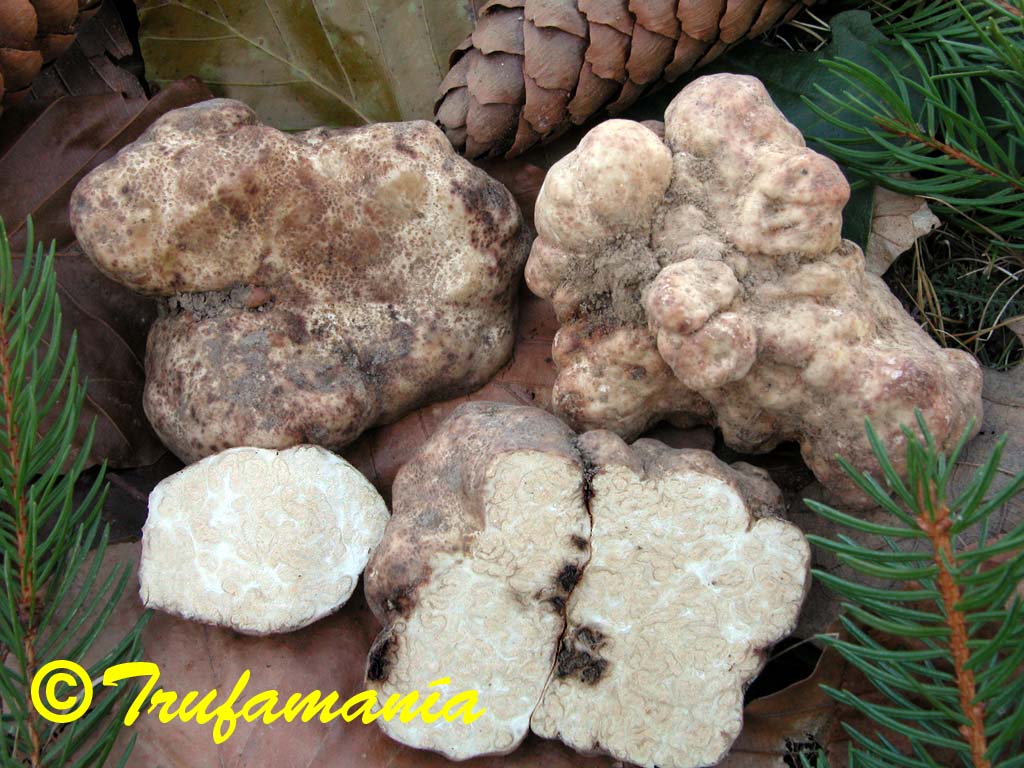 White truffle. Трюфели и белые грибы. Белый Троицкий трюфель. Мицелий трюфель белый 60мл.