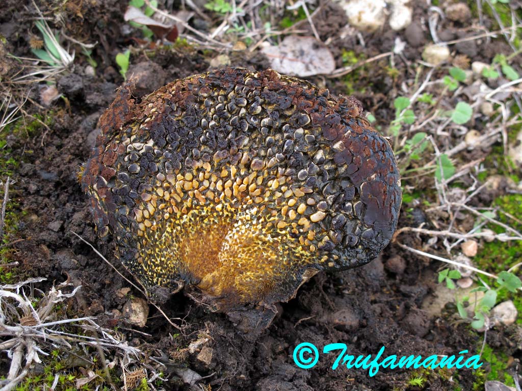 Pisolithus arhizus peridiolos