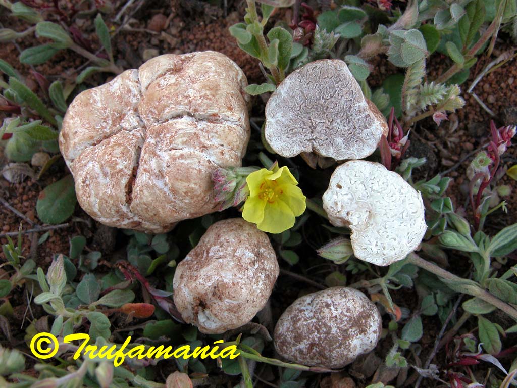 Tuber gennadii full description