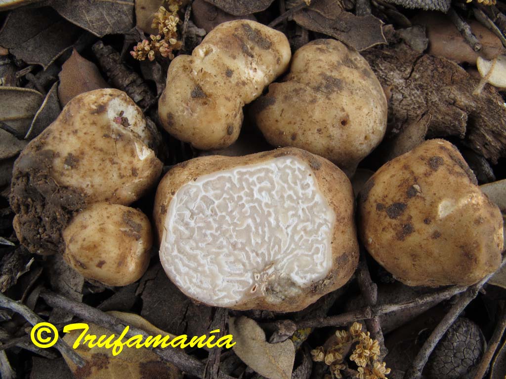 White truffle. Трюфель белый (choiromyces meandriformis). Трюфели и белые грибы. Земляной гриб трюфель. Крымский трюфель гриб.